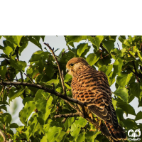 گونه دلیجه Common Kestrel